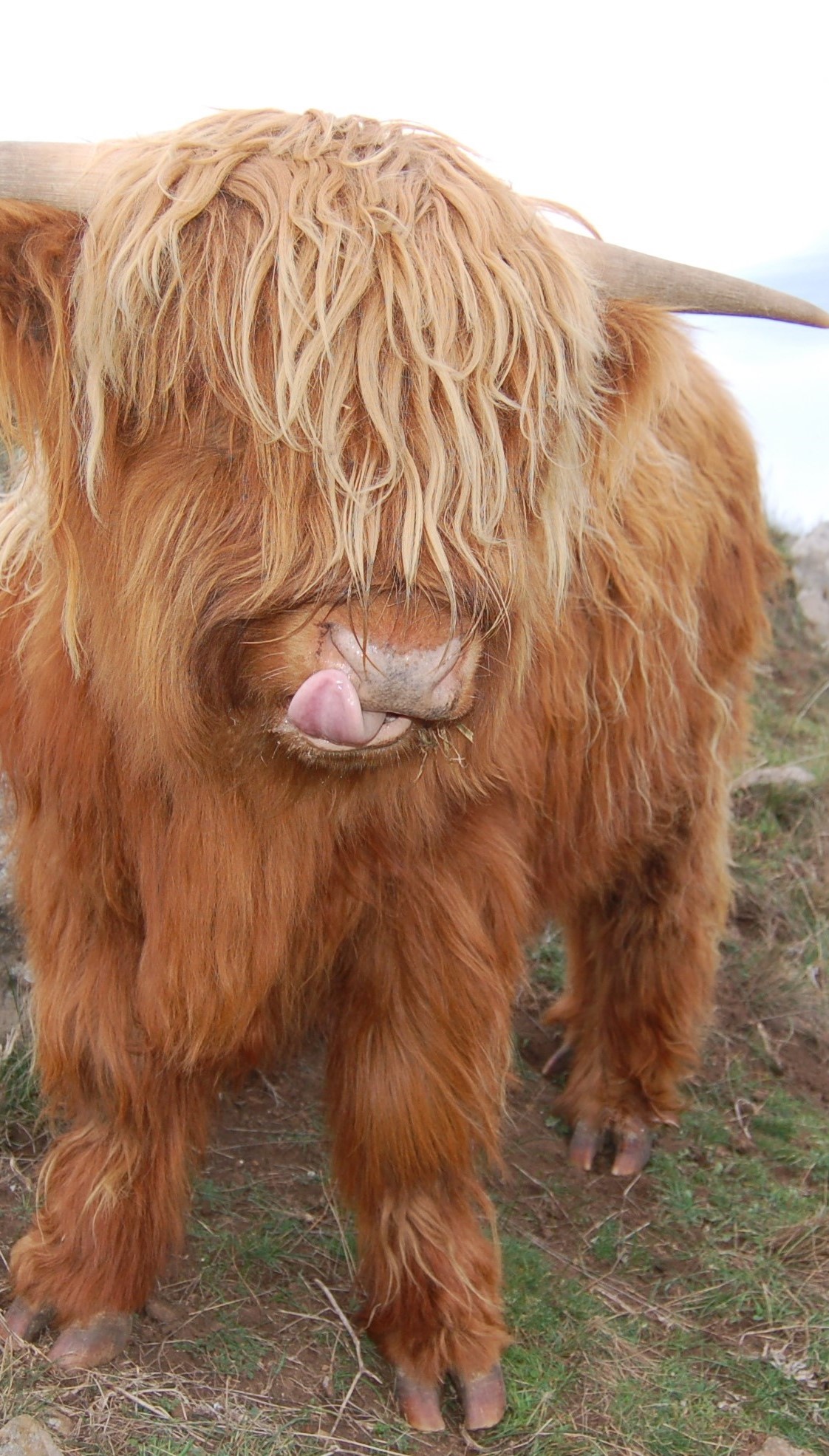 Bairnsley Highlands - Why Breed Highland Cattle